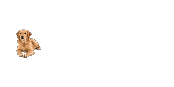 david-logo